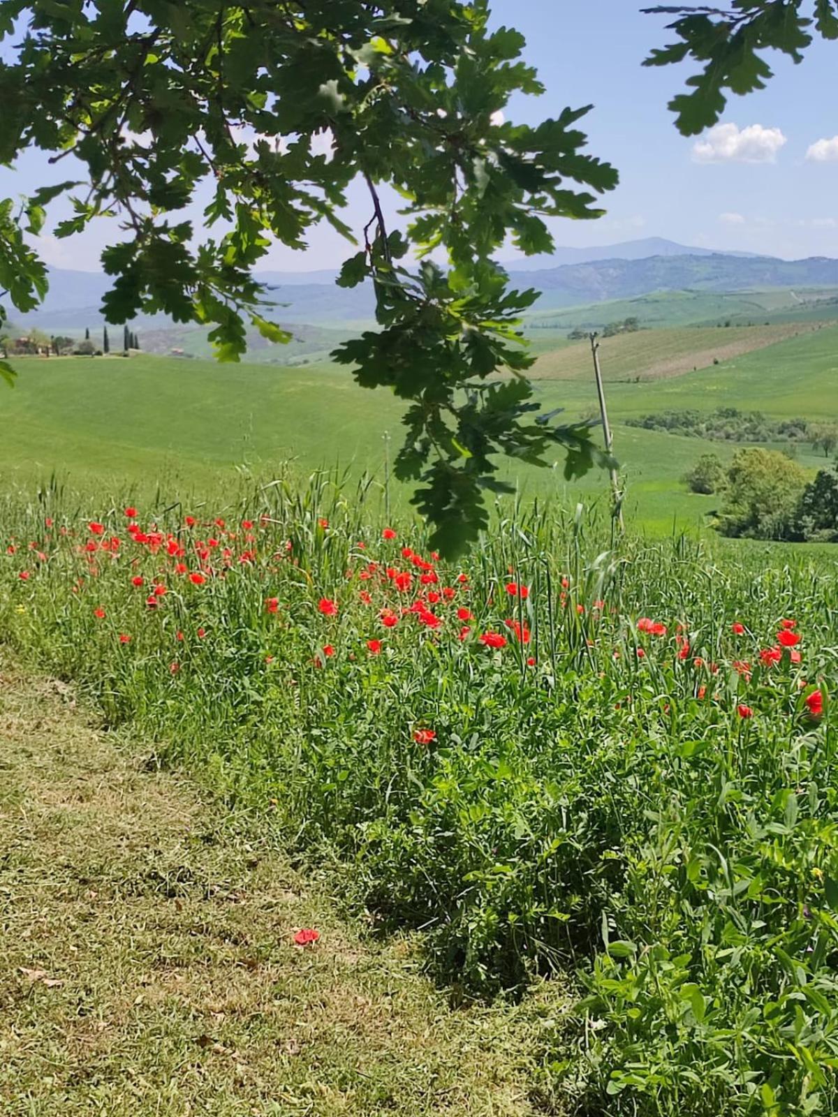Agriturismo Il Pozzo Castiglione dʼOrcia Exterior foto
